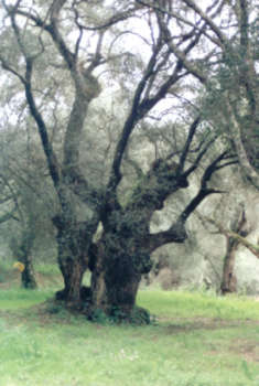 Das - Piante dulivo secolari - (Foto Piero Tripodi)